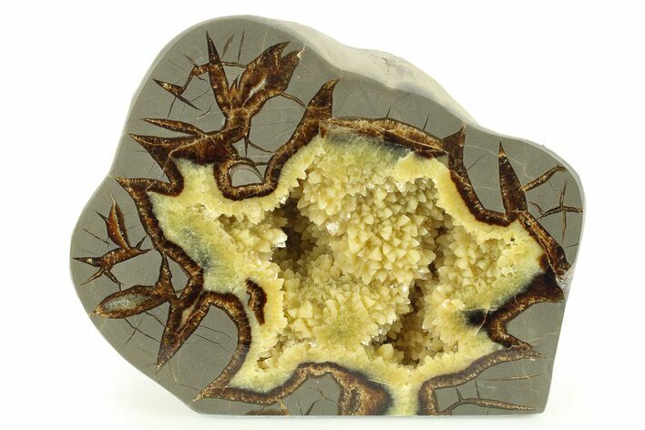 Polished, Crystal Filled Septarian Nodule - Utah #272922